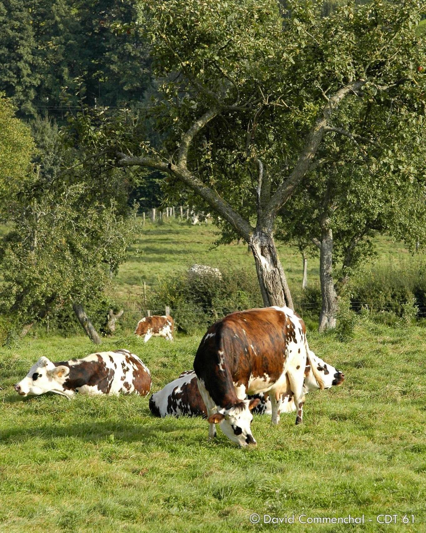 Gite " Le Normand " Sa Vue Splendide Vimoutiers Buitenkant foto